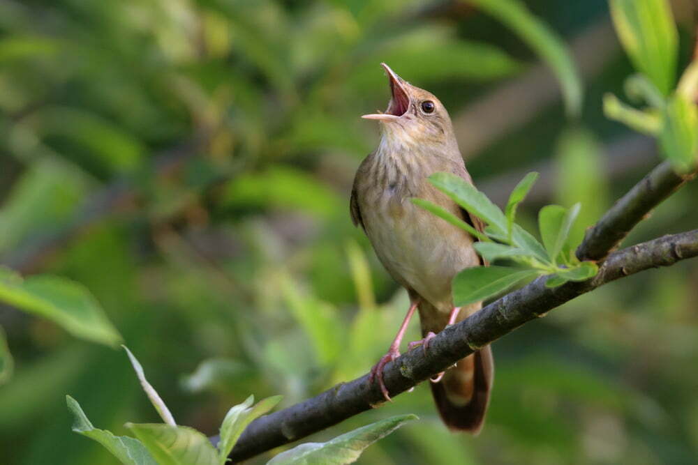 songbird,(river,warbler),singing,in,its,natural,behavior.