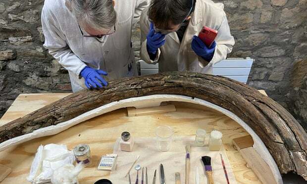 Rămăşiţele a cinci mamuţi din era glaciară au fost descoperite în Cotswolds, Marea Britanie