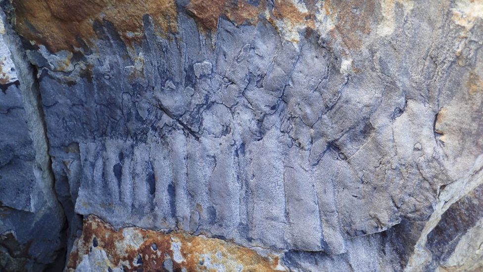 Rămășițele celui mai mare miriapod, descoperite din întâmplare