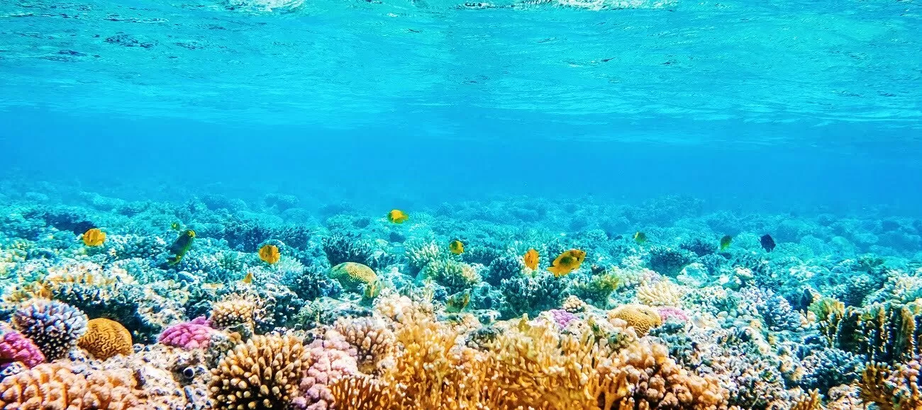 Marea Barieră de Corali, recuperare record
