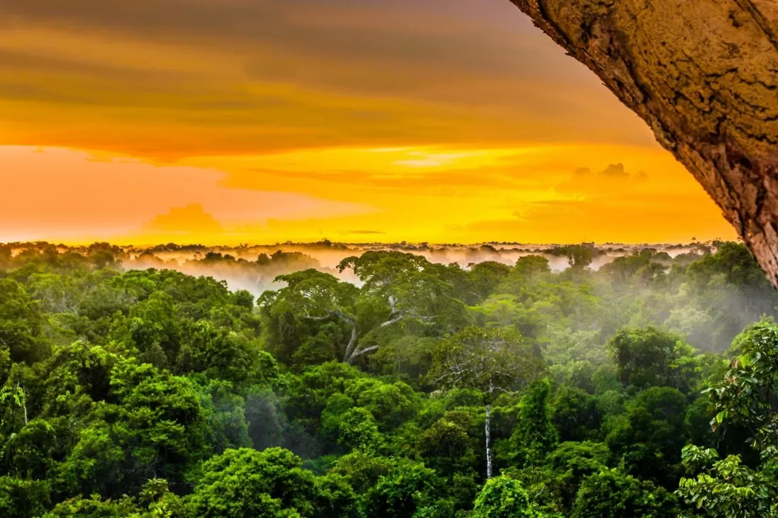 sunset,over,the,trees,in,the,brazilian,rainforest,of,amazonas