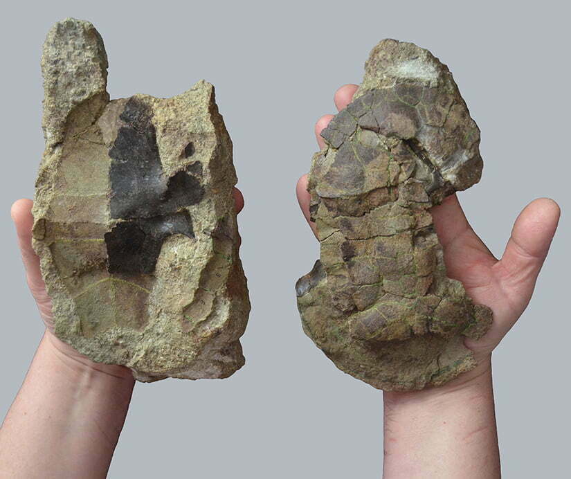 O nouă specie de țestoasă fosilă a fost descoperită pe teritoriul Geoparcului Internațional UNESCO Țara Hațegului al Universității din București