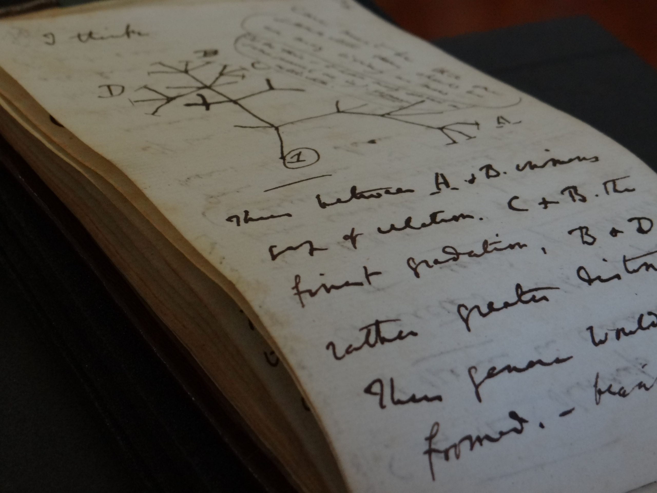 Două carneţele scrise de Charles Darwin au fost returnate Bibliotecii Universităţii din Cambridge