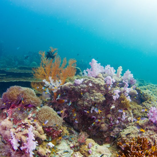 recif de corali