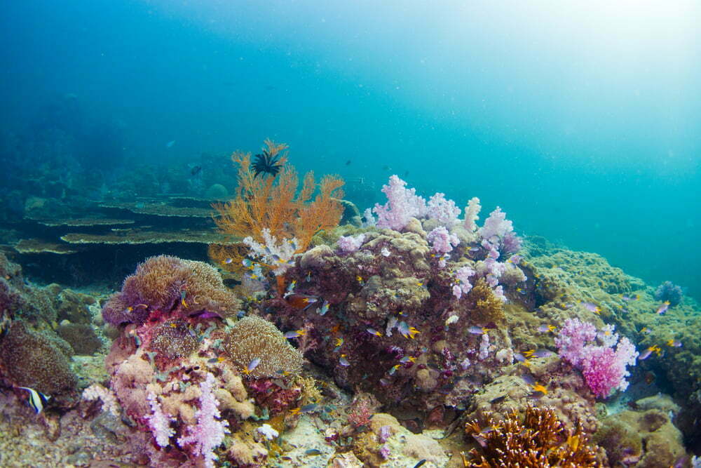 Un grup de oameni de ştiinţă a cartografiat recifele de corali din Caraibe