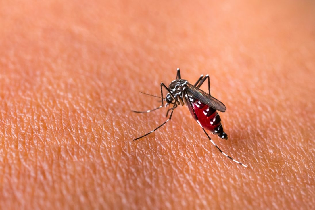 aedes,aegypti,mosquitoe,bite,and,feeding,blood,on,wrinkle,skin.aedes