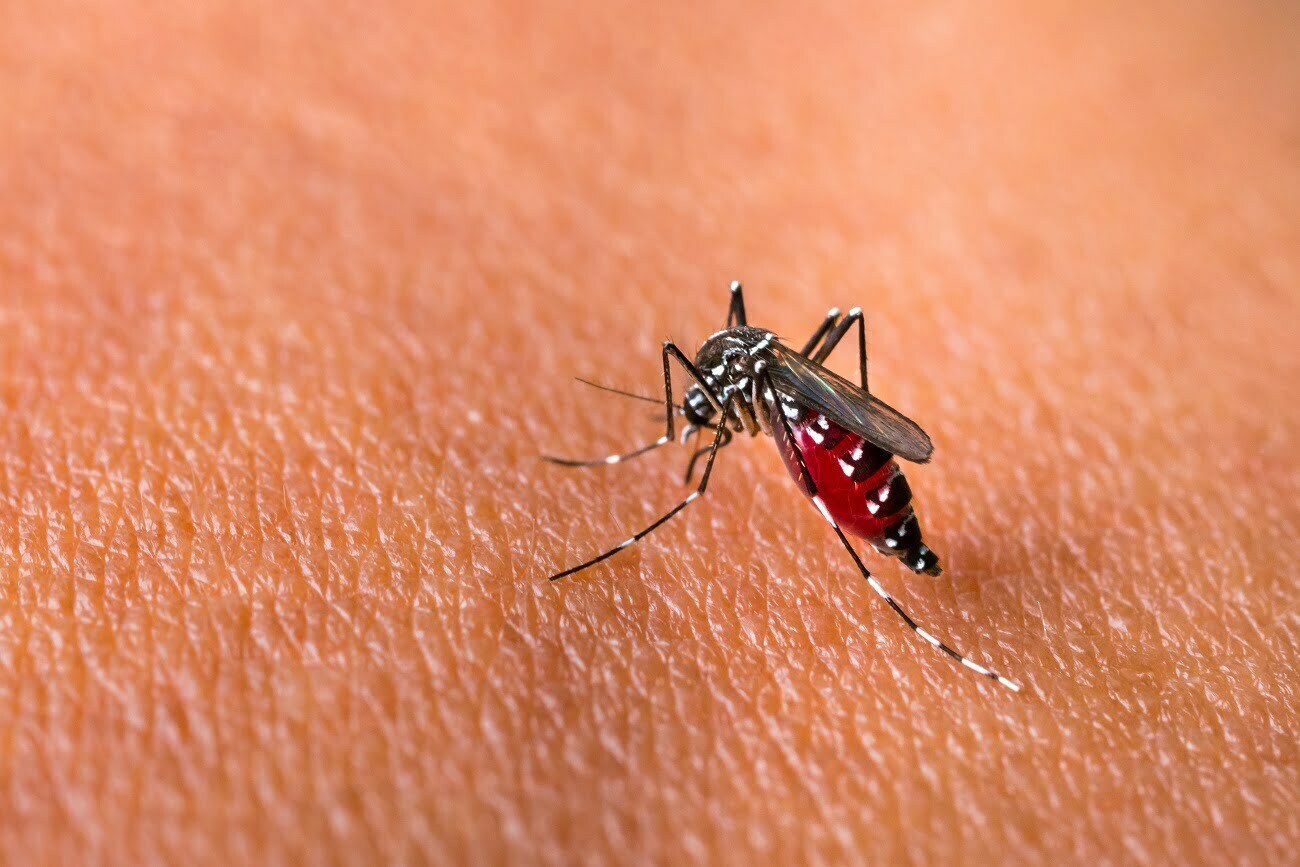 Rezultate optimiste după primul studiu cu țânțari modificați genetic pentru înăbușirea unor epidemii în SUA