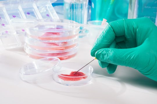 meat,cultured,in,laboratory,conditions