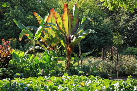 ensete,ventricosum,,enset,ethiopian,banana,,abyssinian,banana,,pseudo banana,and,false,banana,