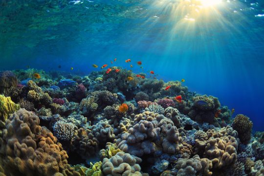 coral, ocean