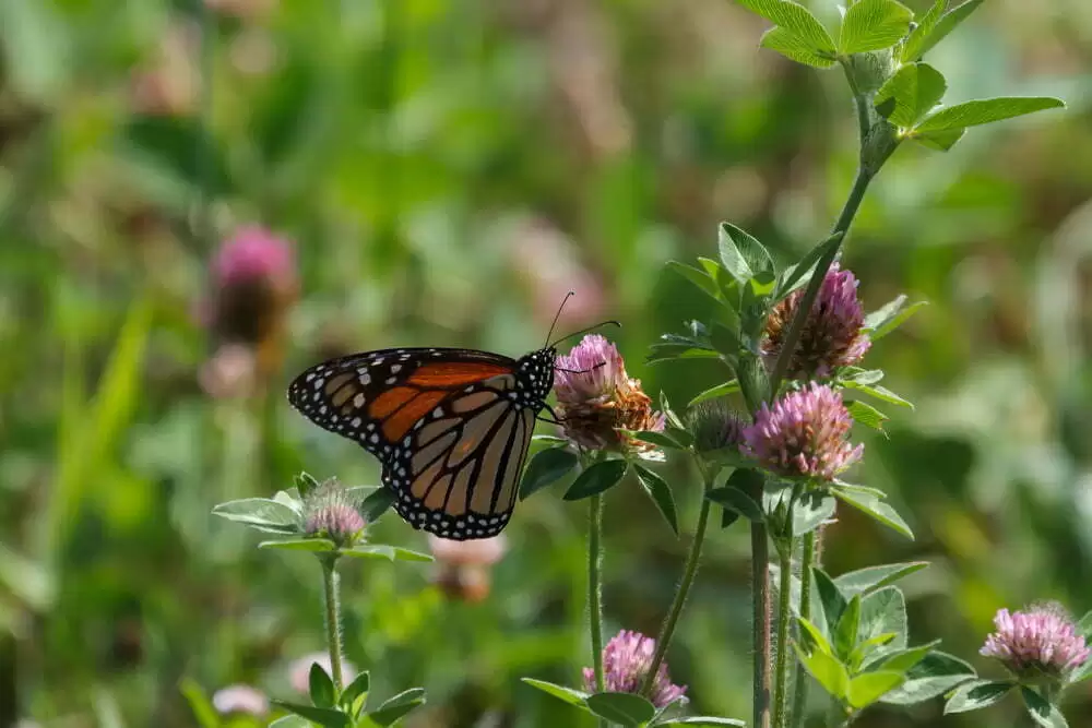 Fluturele Monarh a devenit specie pe cale de dispariţie
