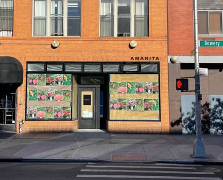 spazio amanita, curatorial