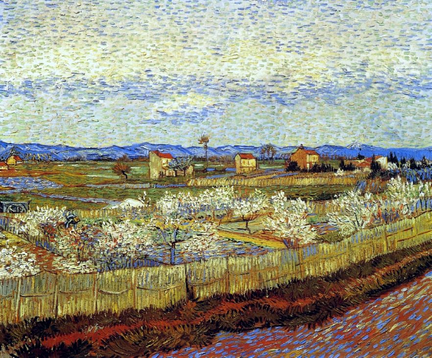 peach trees in blossom 1889