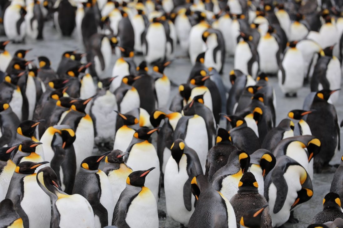 pinguinii imperiali pe cale de disparitie curatorial.ro