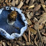 lactarius indigo ciuperca albastra ce poate incetini schimbarile climatice curatorial.ro
