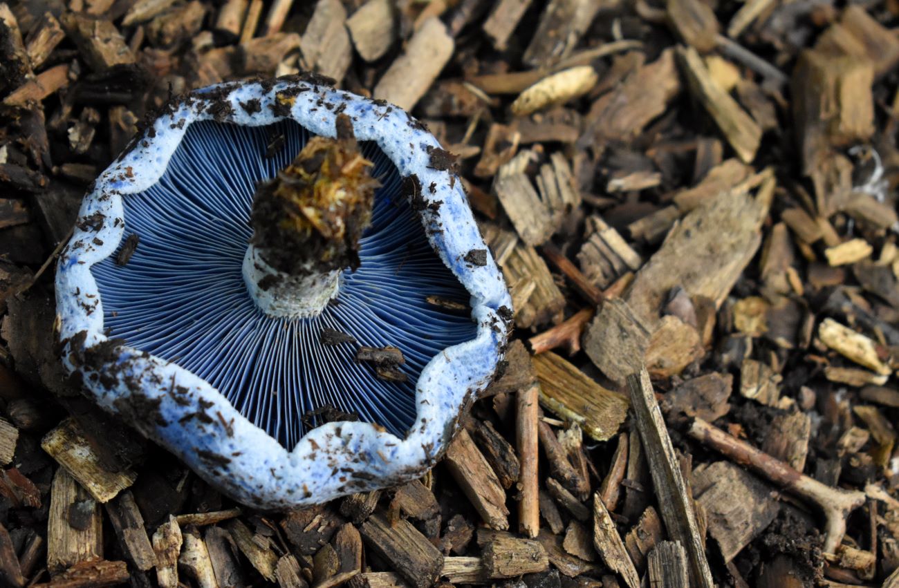 lactarius indigo ciuperca albastra ce poate incetini schimbarile climatice curatorial.ro