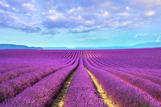 simetricele siruri de lavanda din provence curatorial.ro