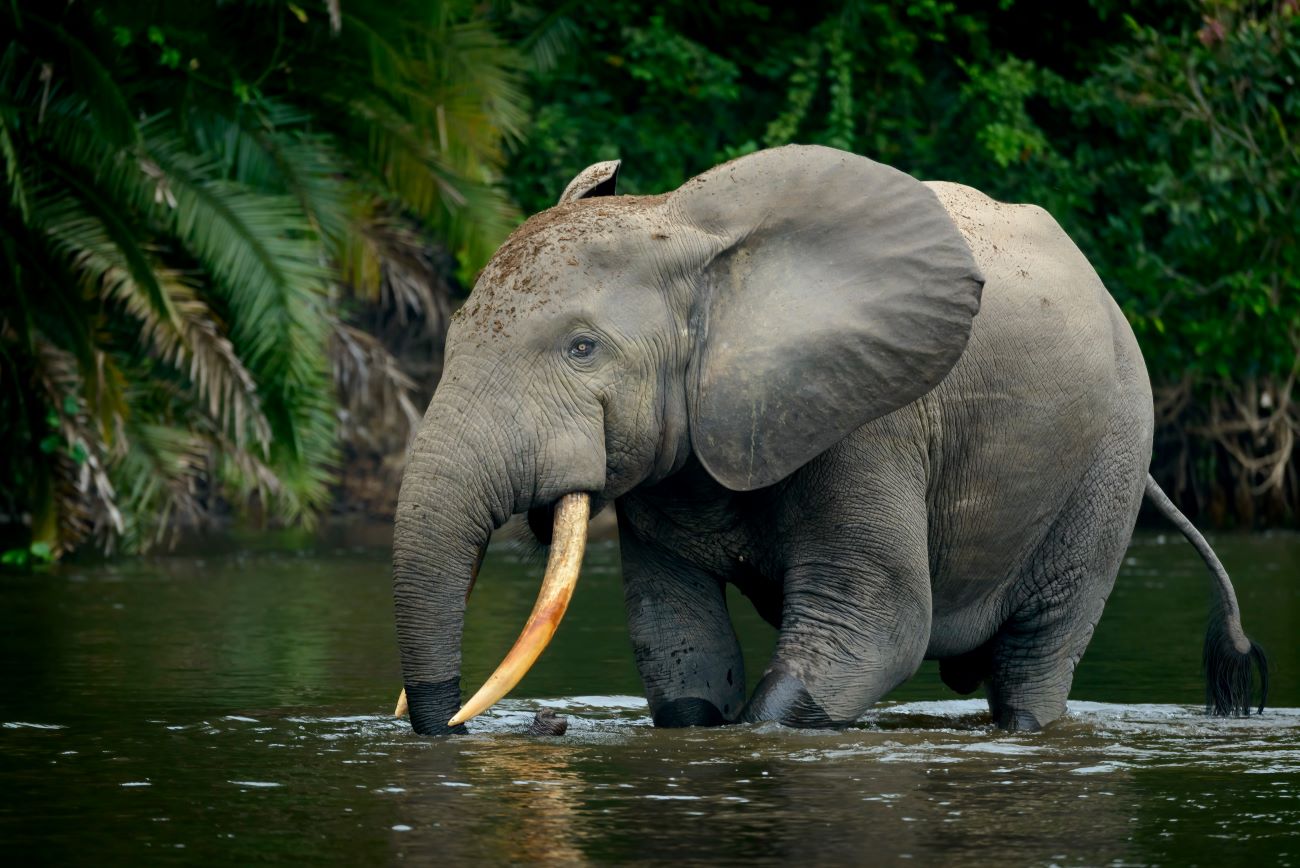 elefantii de padure sustin echilibrul in padurea tropicala curatorial.ro