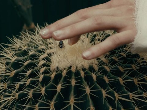 cadru film, ecosistem