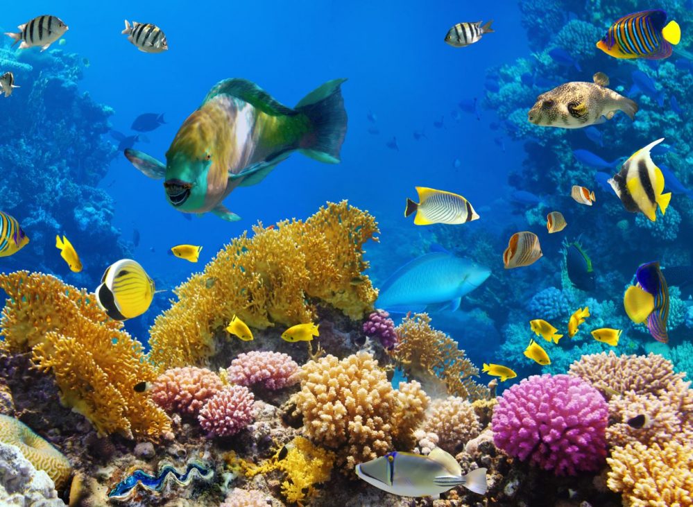 incalzirea oceanelor afecteaza coralii sursa foto shutterstock, curatorial.ro