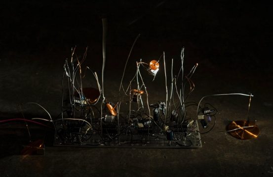 ioana vreme moser timid sporophyte