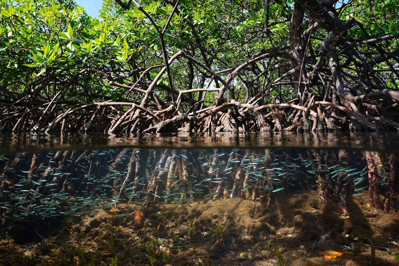 mangrove,habitat,split,view,over,and,under,water,surface,,foliage