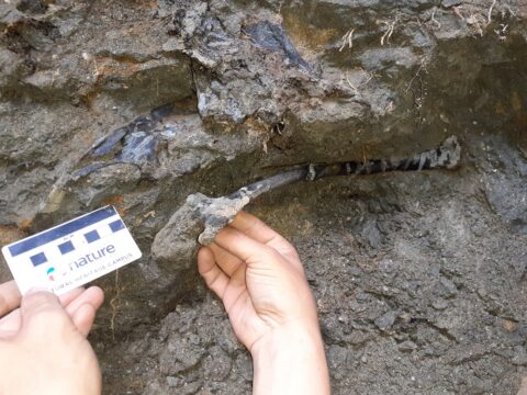 geoparcul tara hategului, descoperire, dinozauri ierbivori, familia rhabdodontidae