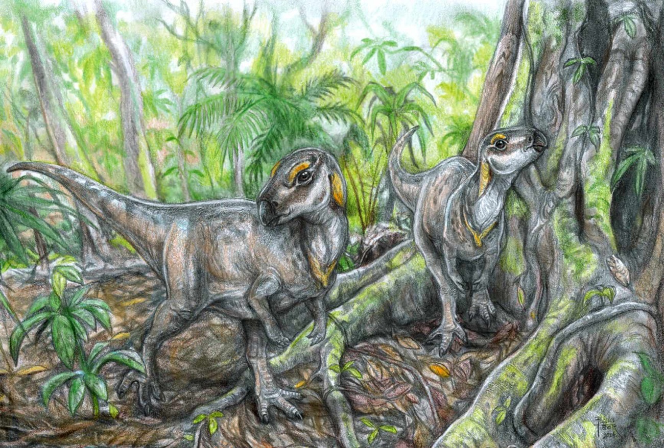 geoparcul tara hategului, descoperire, ilustratie dinozauri ierbivori familia rhabdodontidae