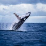 humpback,whale,jumping,out,of,the,water,in,australia.,the
