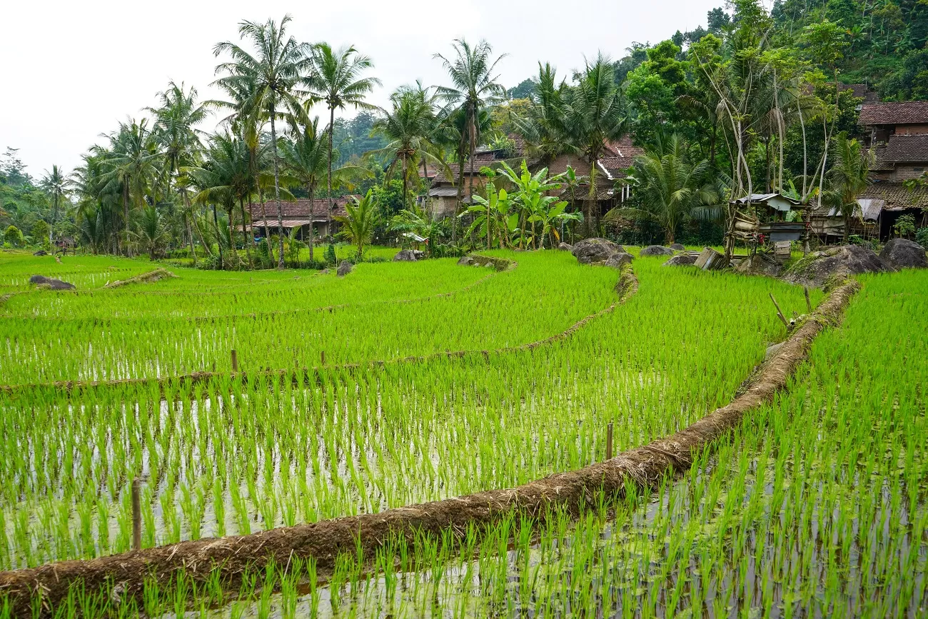 subak,is,the,water,management,(irrigation),system,for,the,paddy