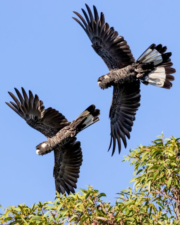 carnaby cockatoo