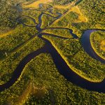 amazon,rainforest,in,brazil