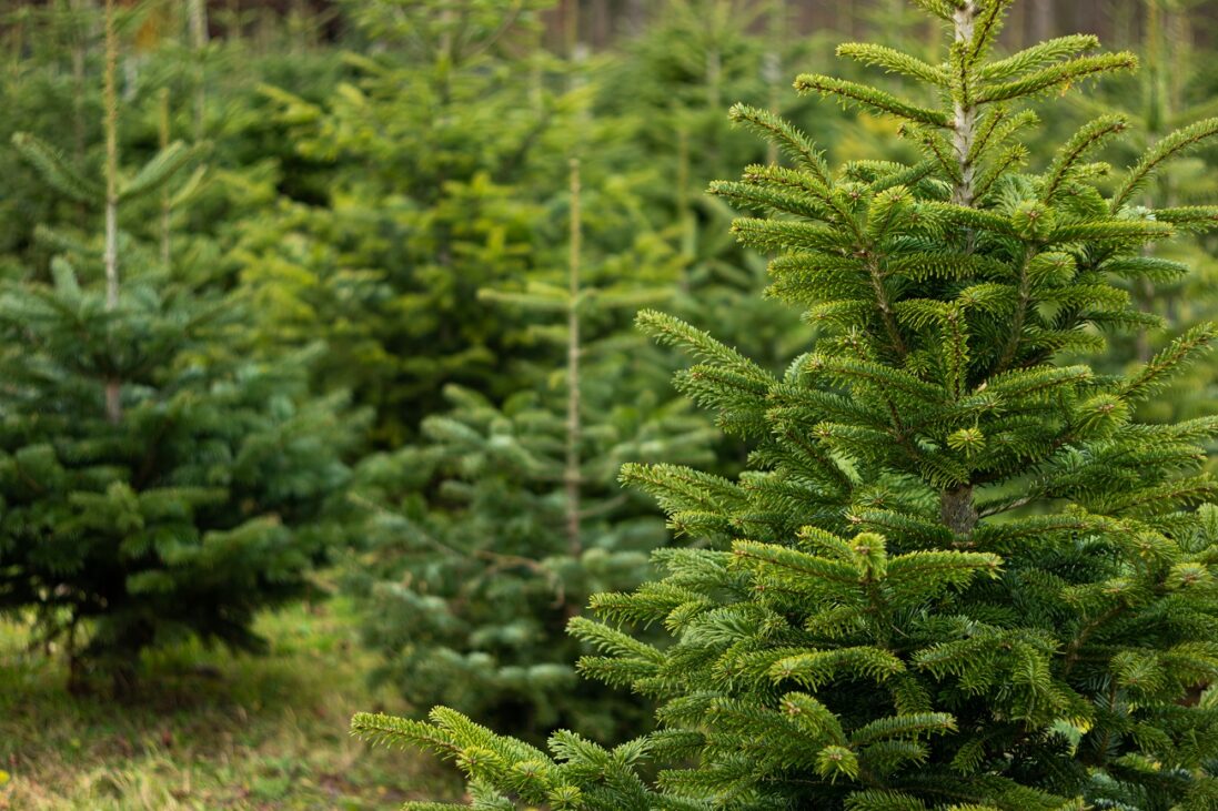 christmas,fir,pine,tree,growing,in,a,nursery,near,forest.