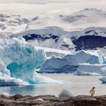 a,gentoo,penguin,on,a,rock,surrounded,by,the,ocean