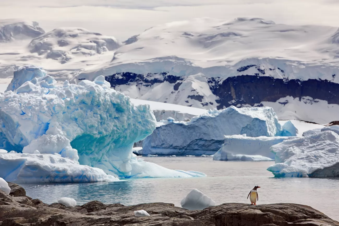 a,gentoo,penguin,on,a,rock,surrounded,by,the,ocean