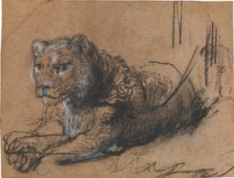 rembrandt van rijn young lion resting, the leiden collection