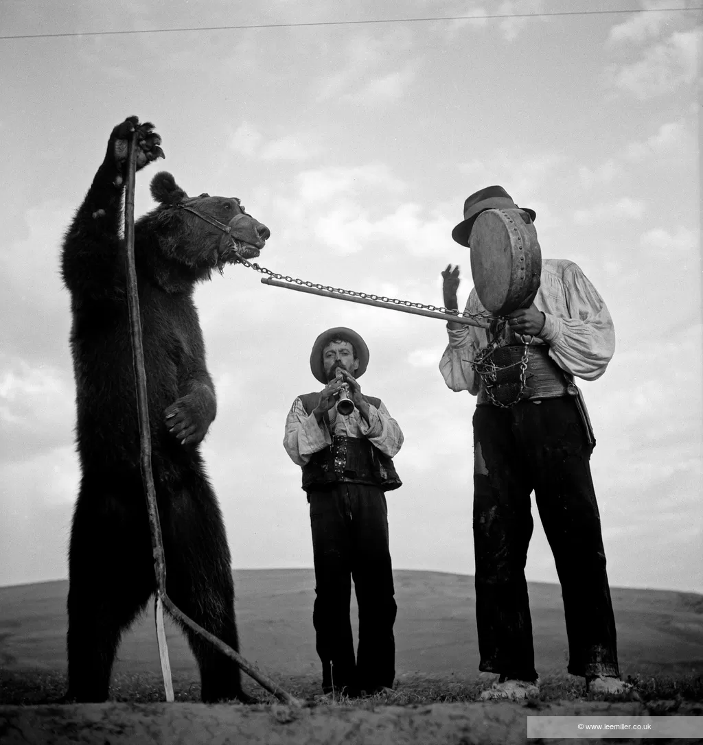 dancing bears with roma trainers