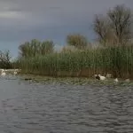 qolony rezidența afterland 4