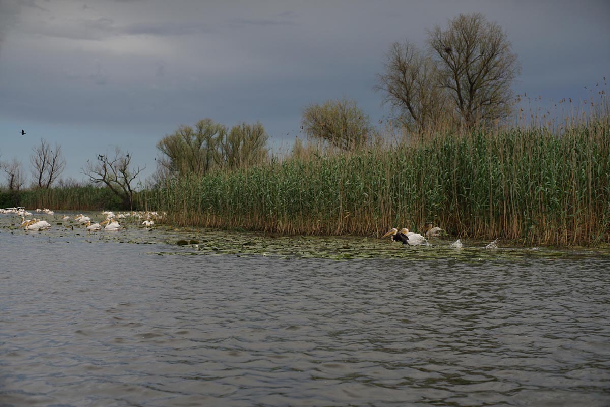 qolony rezidența afterland 4