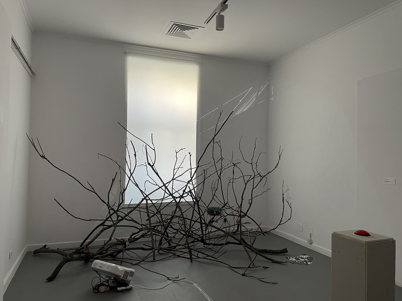 maia vieru, curatorial