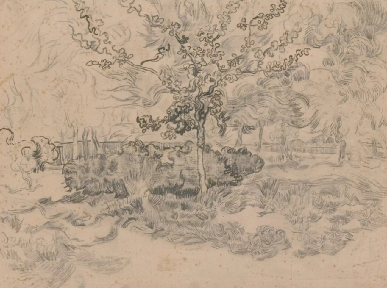 trees in the garden of the institution, van gog museum