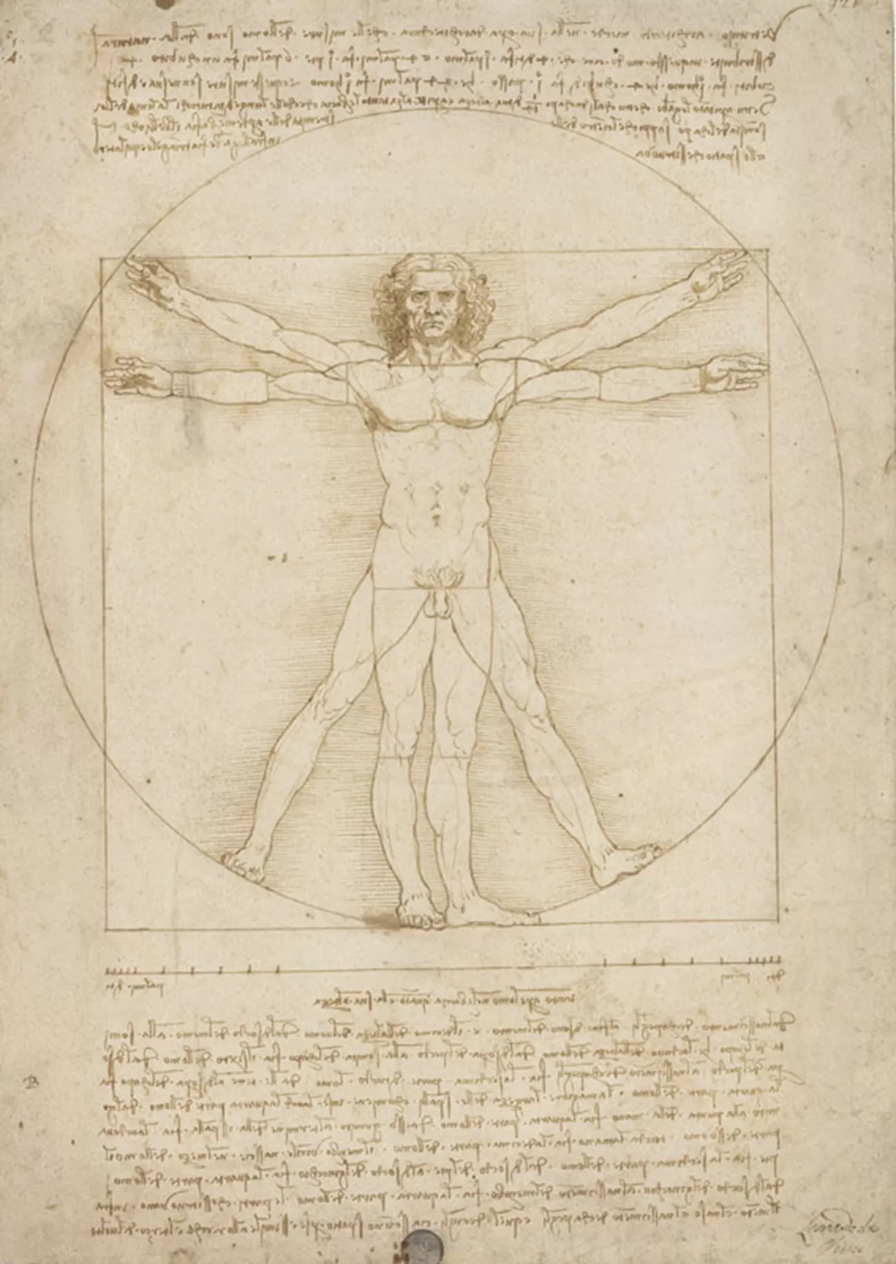 vitruvian man