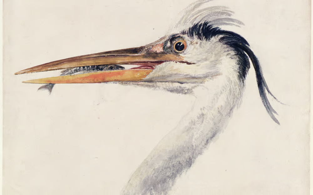 jmw turner, heron (ca. 1816) din farnley book of birds