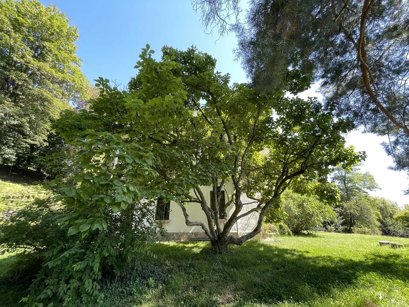 vila golescu 1, curatorial