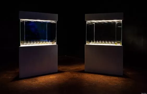 christian jankowski, smell maneuvre (2023)