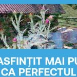 expozitie claudia retegan un asfintit mai mult ca perfectul amzei creative corner