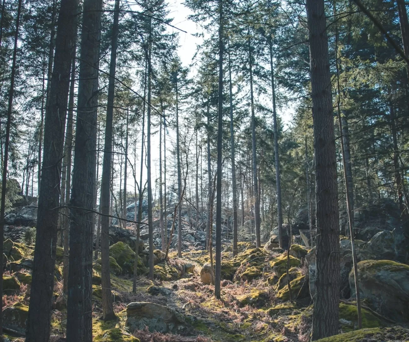 fontainebleau