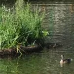 dad debarcader operă dâmbovița zero plastic