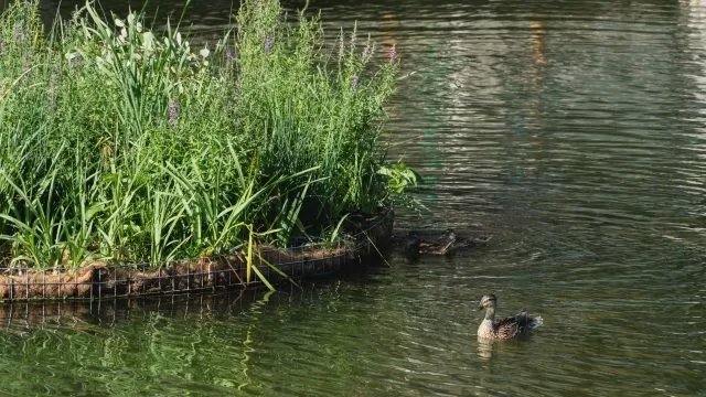 dad debarcader operă dâmbovița zero plastic