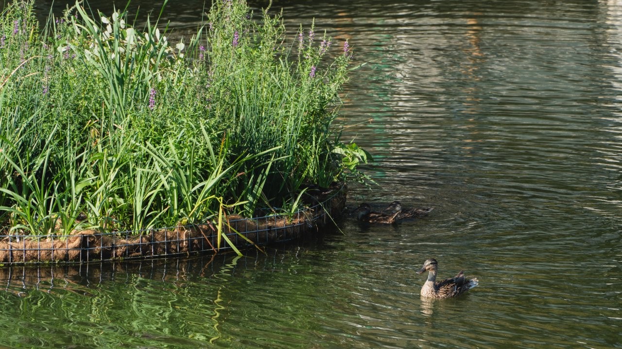dad debarcader operă dâmbovița zero plastic